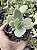 KALANCHOE FEDTSCHENKOI POTE 7 - Imagem 1