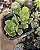 CRASSULA DENDROIDEUM POTE 7 - Imagem 1