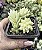 SEDUM MORGANIANUM ( RABO DE BURRO) POTE 7 - Imagem 1