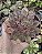 E. MINA FOSCA POTE 9 - Imagem 1