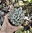 P. CLAVIFOLIA POTE 9 - Imagem 1