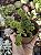 SEDUM ATLANTIS PARAFUSO POTE 9 - Imagem 1