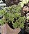 SEDUM ATLANTIS POTE 9 - Imagem 1