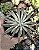 SENECIO SCAPOSUS POTE 9 - Imagem 1