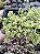 SEDUM BARBA DE MOISÉS POTE 7 - Imagem 1