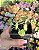 SENECIO ARTICULATUS POTE 7 - Imagem 1