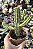 EUPHORBIA ENOPLA POTE 9 - Imagem 1