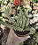 PEPEROMIA COLUMELLA POTE 9 - Imagem 1