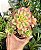AEONIUM KIWI POTE 9 - Imagem 1