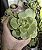 AEONIUM LILI PAD POTE 9 - Imagem 1