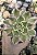 AEONIUM SUNBURST POTE 9 - Imagem 1