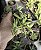 SENECIO RADICANS POTE 7 - Imagem 1