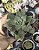 AEONIUM HAWORTII POTE 7 - Imagem 1