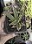 CYANOTIS SOMALIENSIS POTE 7 - Imagem 1