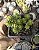 SEDUM GOLDMANII POTE 7 - Imagem 1