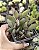 SEDUM CRASSISSIMOS POTE 7 - Imagem 1