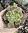 AEONIUM WHITE PHOENIX POTE 9 - Imagem 1
