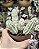 EUPHORBIA MAMMILLARIS VARIEGATA POTE 9 - Imagem 1
