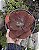 E. CHOCOLATE RUFLES POTE 15 - Imagem 1