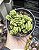 CRASSULA MARCHANDI POTE 9 - Imagem 1