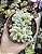 SEDUM HINTONINN POTE 9 - Imagem 1