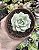 SEDUM SIGRID PUDGY VARIEGATA POTE 9 - Imagem 1
