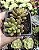 SEDUM ORANGE DREAMS POTE 7 - Imagem 1