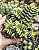 CRASSULA ARGENTINA POTE 7 - Imagem 1