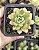 SEDUM MAIALEN POTE 7 - Imagem 1