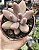 PACHYPHYTUM GUANGZHOU POTE 9 - Imagem 1