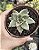 E. EBONY PINK POTE 9 - Imagem 1