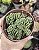 CRASSULA SUSANNAE POTE 9 - Imagem 1