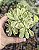 AEONIUM CASTELO DE PAIVAE POTE 9 - Imagem 1