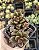 LENOPETALUM CHOCOLATE POTE 7 - Imagem 1