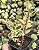 CRASSULA SARMENTOSA VARIEGATA POTE 7 - Imagem 1