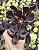 AEONIM ZWARKTOP POTE 9 - Imagem 1