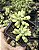 SEDUM PACHYPHYLLUM POTE 7 - Imagem 1