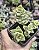 CRASSULA IVORY TOWERS POTE 7 - Imagem 1