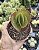 KALANCHOE VIVIEN POTE 9 - Imagem 1