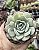 E. MARCEL POTE 9 - Imagem 1