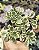 AEONIUM DOMESTICUM VARIEGATA POTE 7 - Imagem 1