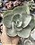 E. RUBROMARGINATA POTE 11 - Imagem 1