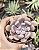 E. CUPID POTE 9 - Imagem 1