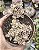 CRASSULA VOLKENSI VARIEGATA POTE 9 - Imagem 1