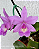 Cattleya Aurora's Walkaori - Imagem 1