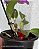 Cattleya Aurora's Walkaori - Imagem 2