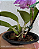 Cattleya Aurora's Walkaori - Imagem 3
