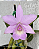 Cattleya Aurora's Walkaori - Imagem 1