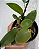 Cattleya Aurora's Walkaori - Imagem 2
