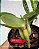 Cattleya Aurora's Walkaori - Imagem 3